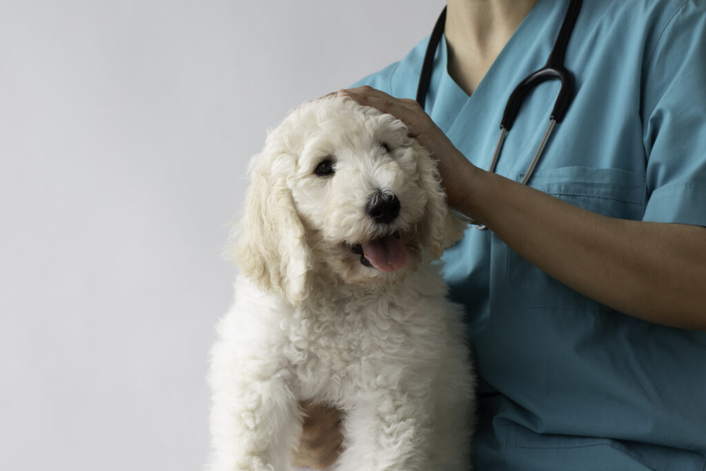 dysautonomia in dogs; a vet holds a dog during an exam.