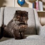 A black Persian cat sitting on a gray chair
