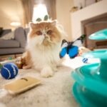A white and orange Persian cat standing by a bunch of cat toys