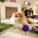 White and orange Persian cat lying next to toys