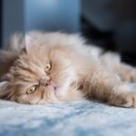 a red Persian cat lying on the ground