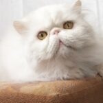 Close-up of a white Persian cat