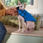 A pink Sphynx cat wearing a blue coat