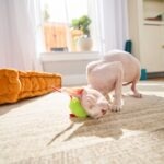 Pink Sphynx cat rubbing her head against a mouse toy