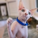 Close-up of a Sphynx cat wearing a blue collar
