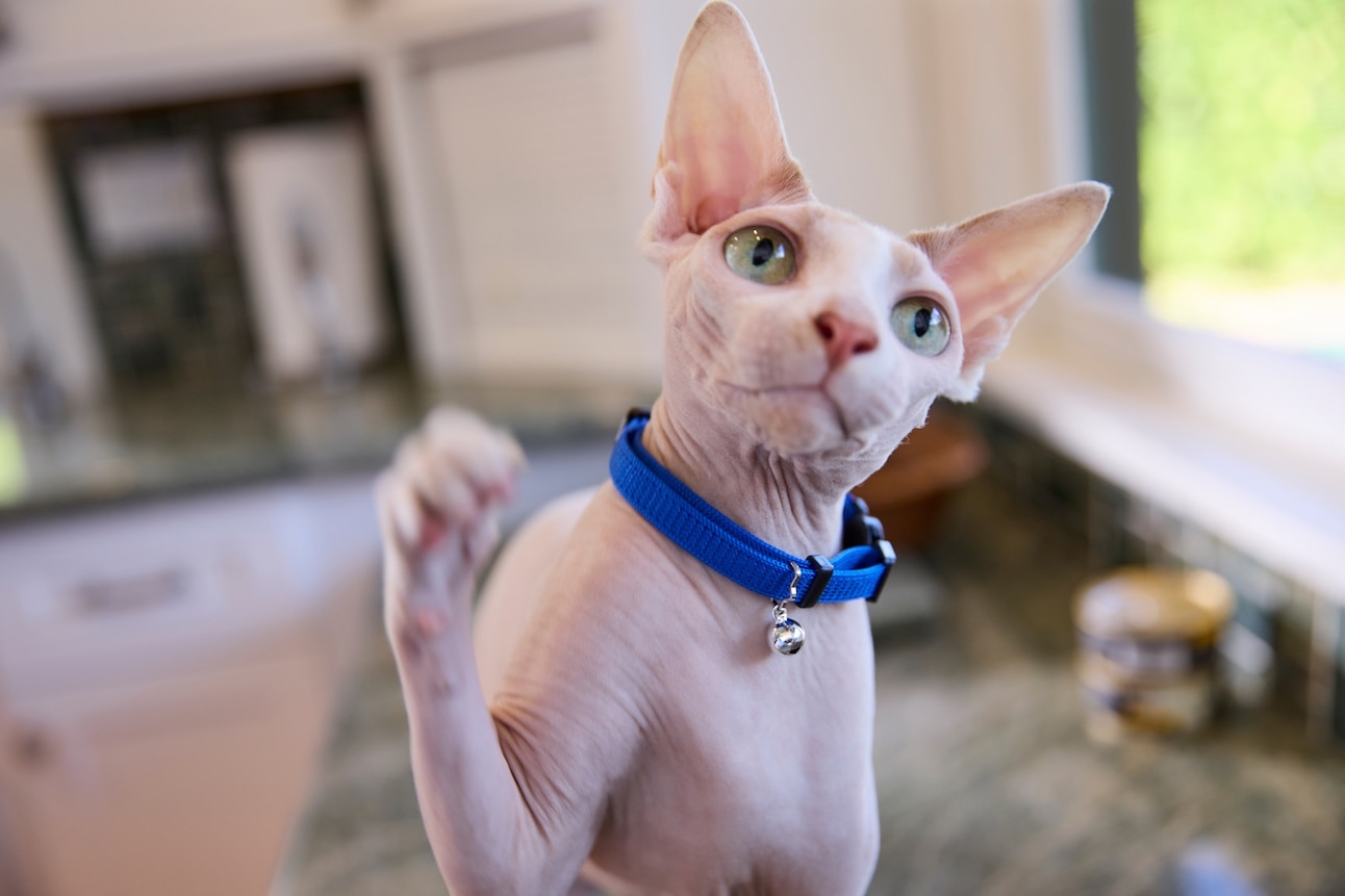 A Sphynx wearing a blue collar and batting at the camera with his paw