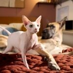 Pink Sphynx cat with a Great Dane