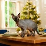 Black Sphynx cat standing on a table