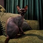 A black Sphynx cat sitting on a green chair