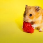 Can Hamsters Eat Strawberries?