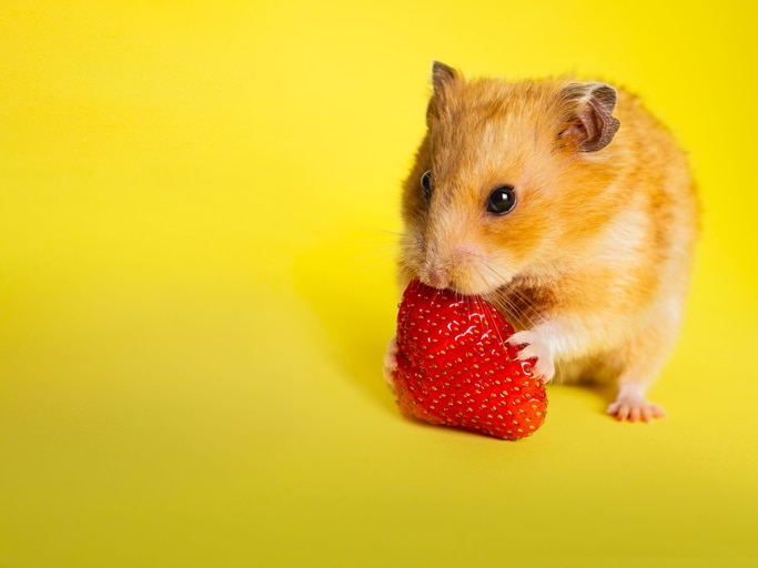 A ginger hamster nibbles a strawberry against a bright yellow background.
