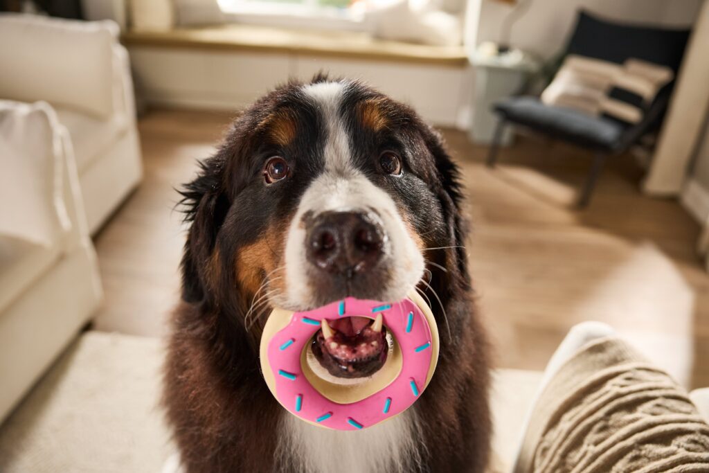 A Saint Bernard sits in a living room and looks directly at the camera while holding a pink donut toy in his mouth.