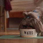 Kidney Disease in Dogs: Signs, Causes, and Treatment