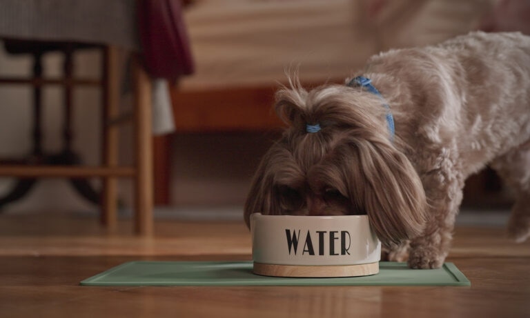 A small light brown dog with his hair in a cute blue hair tie above his head drinks from a ceramic bowl labeled water.