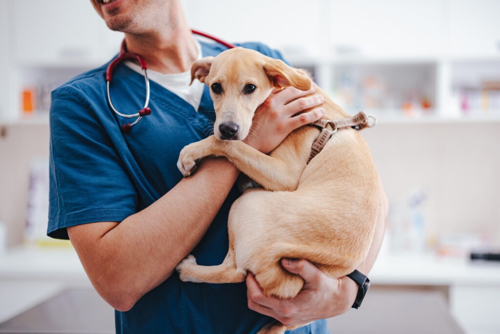 myasthenia gravis in dogs; a dog is held by a veterinarian