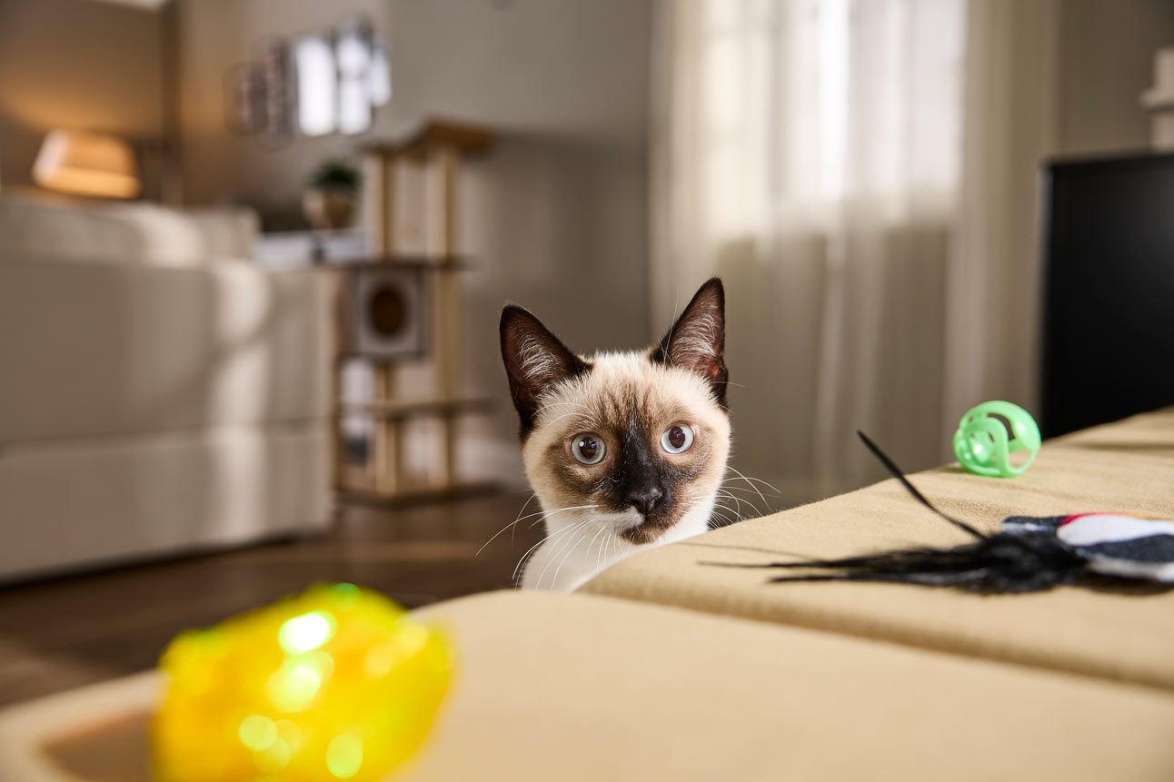a cat peeking over a ledge at new toys
