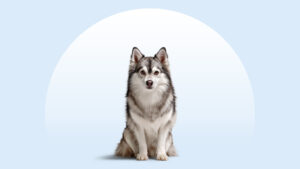 Alaskan Klee Kai