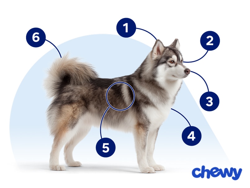 Photo of a Alaskan Klee Kai