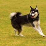 A black and white Alaskan Klee Kai running through grass