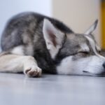 A gray Alaskan Klee Kai sleeping on the floor