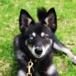 An Alaskan Klee Kai with two different-colored eyes looking at the camera