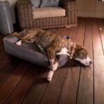 Why Your Old Dog Won’t Sleep at Night (And How To Help)