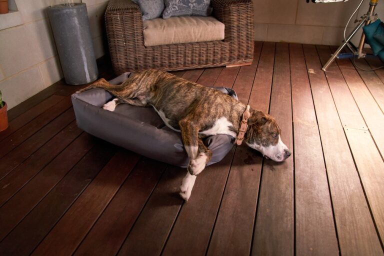 A large brindle dog lying in dog bed with his eyes open. Learn why your old dog wont sleep at night.