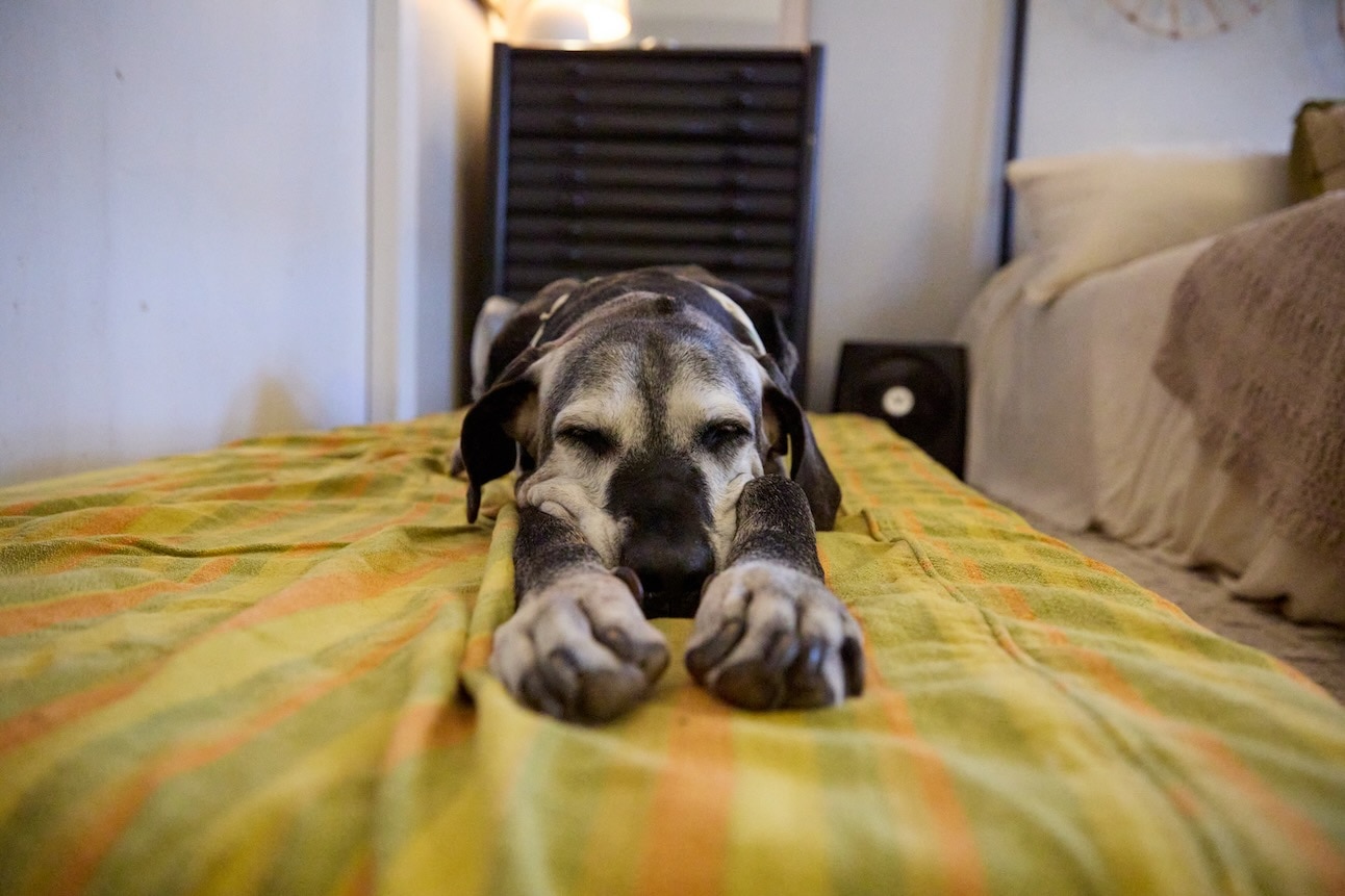 Old dog sleeping with paws stretched out
