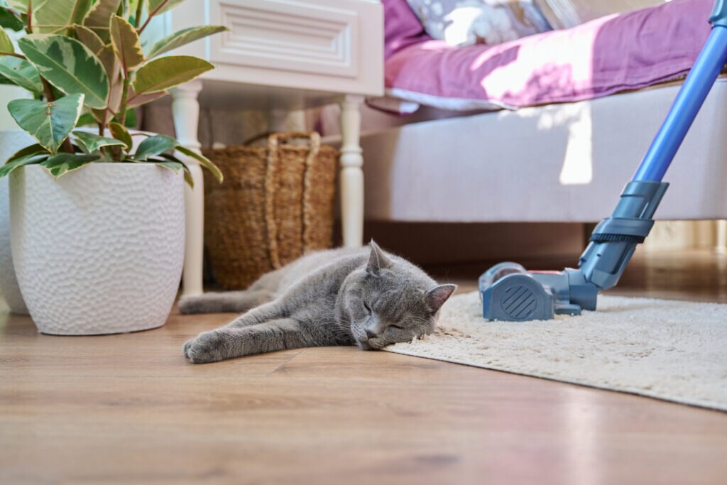 a sleepy cat lying on a carpet near a vacuum.