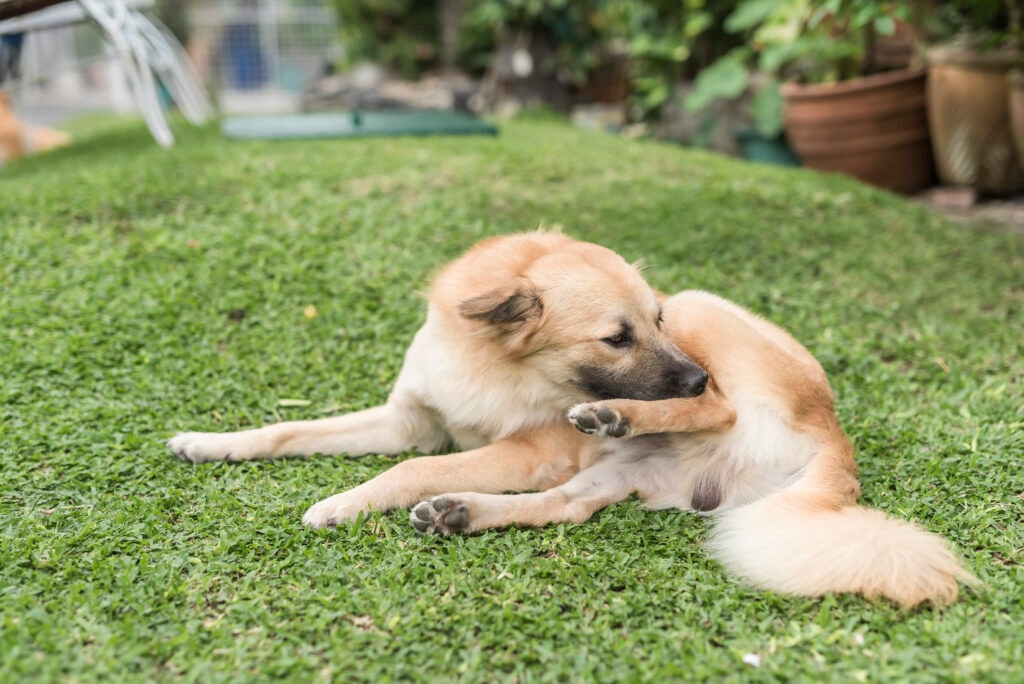 rashes on dogs; a dog scratches his skin.