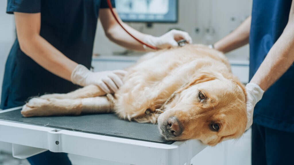 radiation therapy for dogs; a dog is examined by two vets.