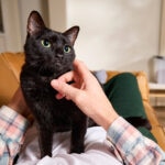 Lysine Supplements for Cats: Uses, Safety, and What Pet Parents Should Know