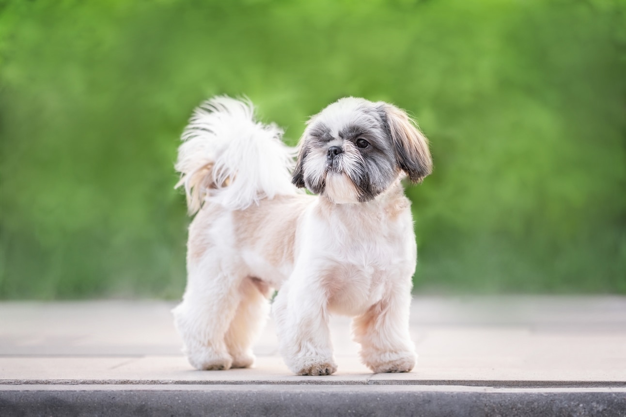 A white and gray Shih Tzu with a puppy cut