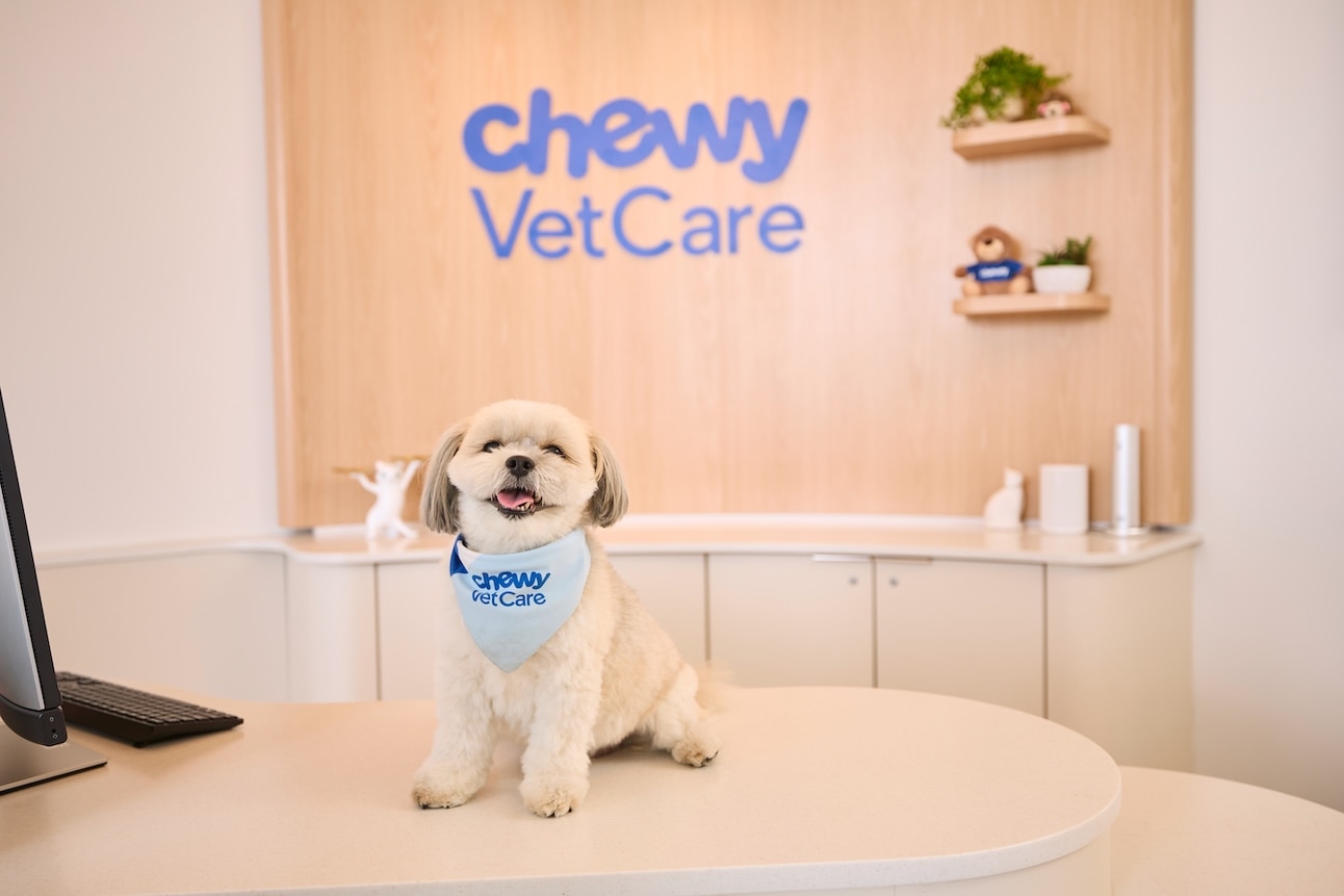 Shih Tzu sitting at Chewy Vet Care