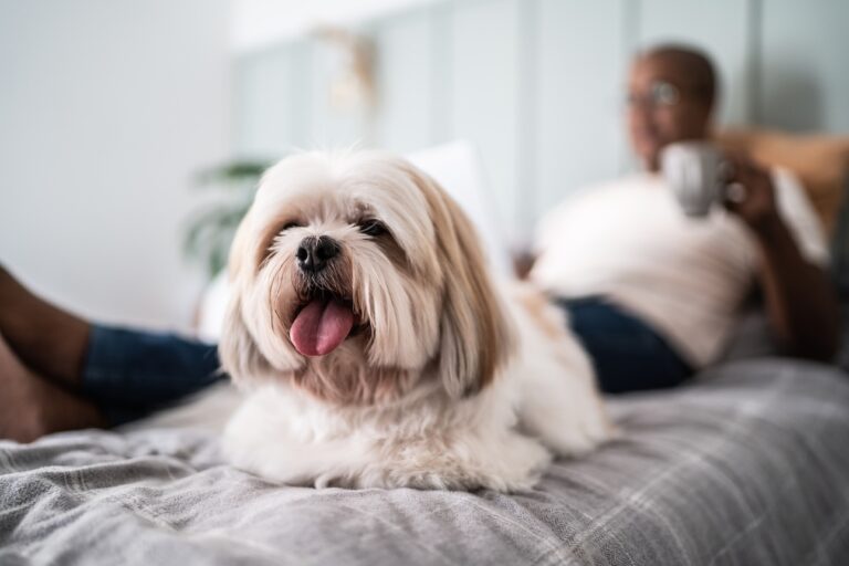 A white Shih Tzu lying on a bed with a man in the background. Learn about Lhasa Apso vs. Shih Tzu