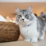 Longhaired gray and white Munchkin cat standing
