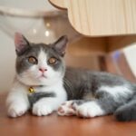 A gray and white shorthair Munchkin cat lying down