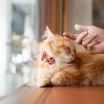Woman petting a longhaired orange Munchkin cat whose lying by a window