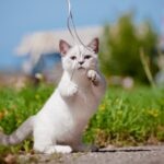 Silver Munchkin cat plying with strings