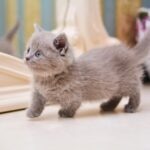A gray Munchkin kitten walking