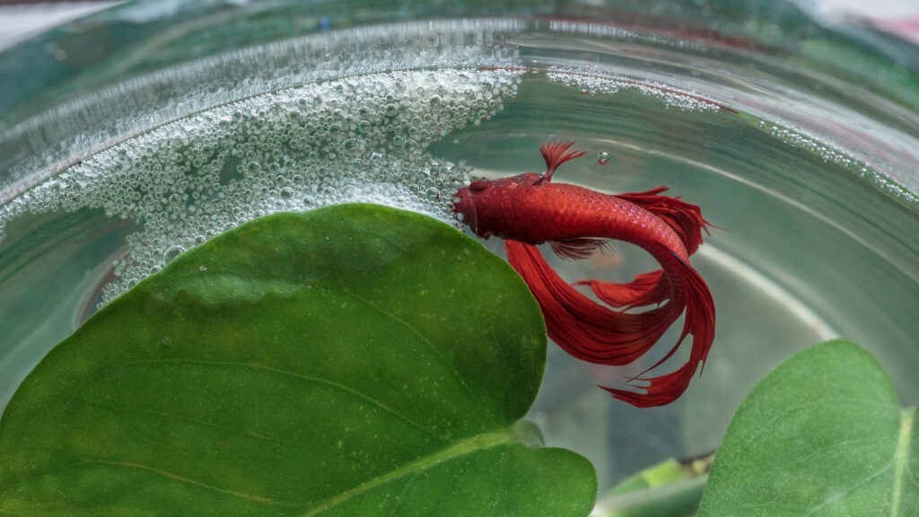 betta fish making a bubble nest