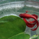 Betta Fish Bubble Nest: What It Means and How To Care for It