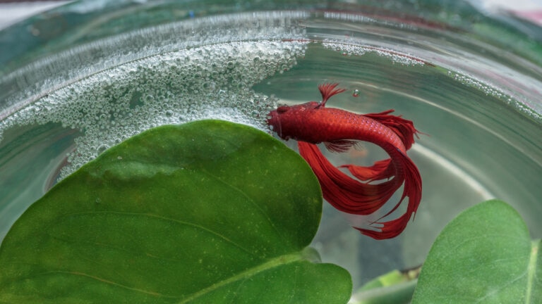 betta fish making a bubble nest