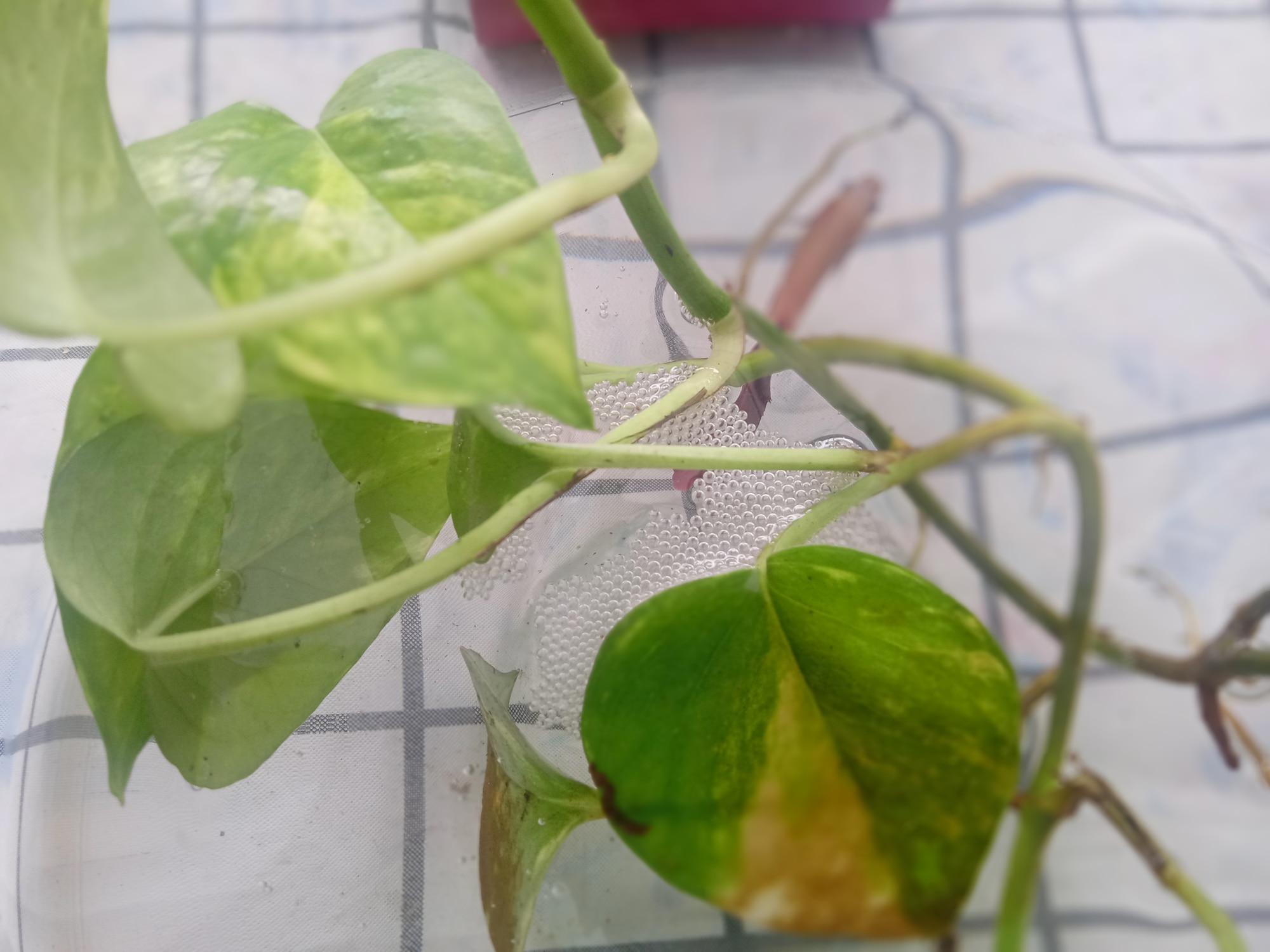 Bubble nest of betta fish