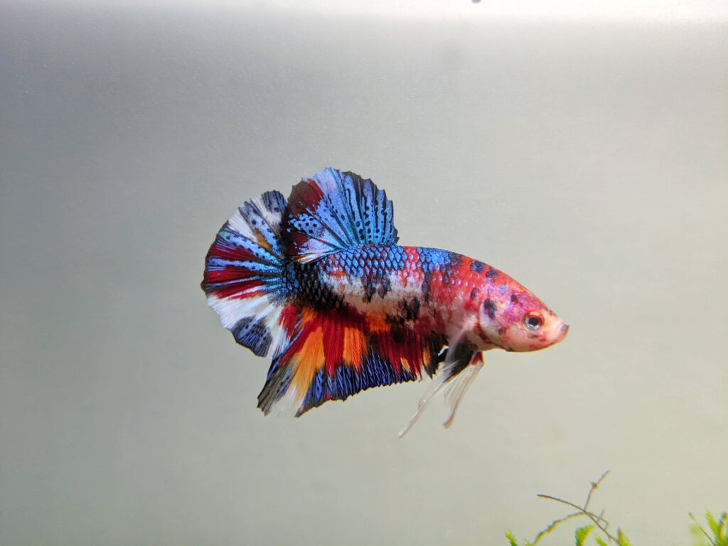 single betta fish swimming in a tank