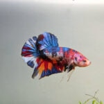 Best Betta Fish Water Temperature Guide: Ideal Range and How To Maintain It