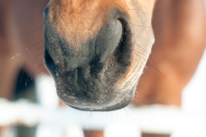 horse nose close up