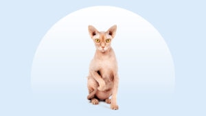 Sphynx Cat