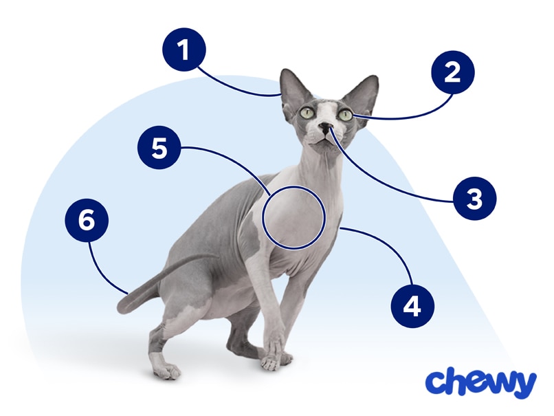 Photo of a Sphynx Cat