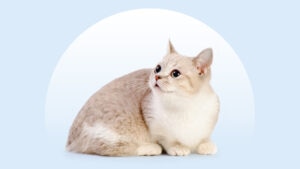 Munchkin Cat
